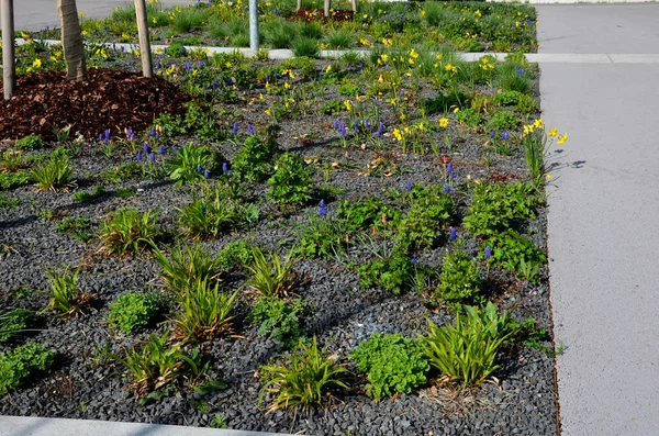 Park yerindeki çiçek tarlasının orada. Süslü otlarla süslenmiş bir patika şeklinde. Araçlar park ederken beton durur. Tekerlek betonun üzerinde duruyor ve onu durduruyor.