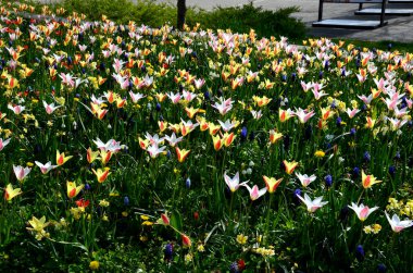 Laleler ve muskariler tarafından oluşturulan çayır yoğun bir şekilde büyümüş. Baharda açan çiçeklerin yerine çiçek tarlaları serpilmiş. Sonra da çayırda saklar ve çim biçer gibi.