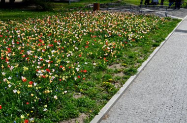 Laleler ve muskariler tarafından oluşturulan çayır yoğun bir şekilde büyümüş. Baharda açan çiçeklerin yerine çiçek tarlaları serpilmiş. Sonra da çayırda saklar ve çim biçer gibi.