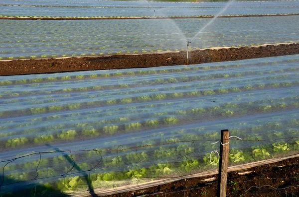 Los Agricultores Protegen Las Verduras Patatas Cultivadas Las Heladas Primavera —  Fotos de Stock