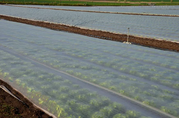 Los Agricultores Protegen Las Verduras Patatas Cultivadas Las Heladas Primavera — Foto de Stock