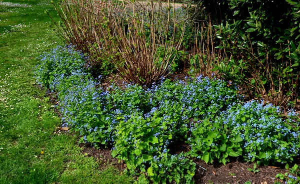 Blue Flowers Perennial Low Blue Flowering Plant Planted Outdoor Flower — ストック写真
