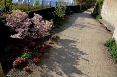 Çek bademi alçak, yaprak döken bir çalıdır, Rosaceae ailesine aittir - pembe. Alçak badem, basit, orta büyüyen bir çalılıktır. Yüksekliği 1-1.5 metreye kadar çıkıyor.