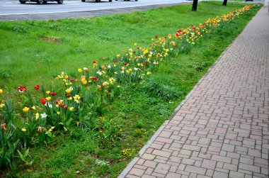 Bahçede çiçek açan ampul şeritleri, sokaktaki uzun yıllık çiçek tarlalarının yerini alıyor. Kamu yeşilliğinin daha ucuz ve daha etkili çiçek versiyonu