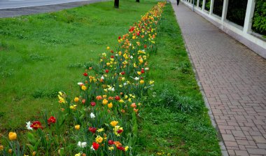 Bahçede çiçek açan ampul şeritleri, sokaktaki uzun yıllık çiçek tarlalarının yerini alıyor. Kamu yeşilliğinin daha ucuz ve daha etkili çiçek versiyonu