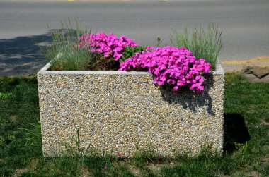 Terastaki park yerinde iki gri saksı ve bir çimenliği andıran yapay bir şey. Bir tencerede graslar ve mor çiçekler var. Restoranın yanındaki spa parkı.