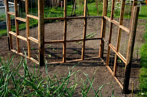Dřevěnou Stavbu Postavila Manželka Zeleninové Zahradě Horolezecká Podpora Salátových Okurek — Stock fotografie