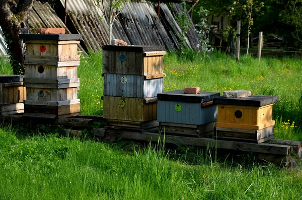 Tahta Arı Kovanına Yakın Plan Uçan Arılar Girişe Balla Geliyor — Stok fotoğraf