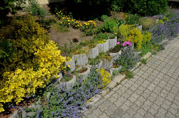 Nisan ve Mayıs aylarında, kırmızı gözlü kendine özgü pembe çiçeklerle çiçek açar. Bu tür yoğun, renkli canlı halılar yaratır. Çiçek açtıktan sonra bile...
