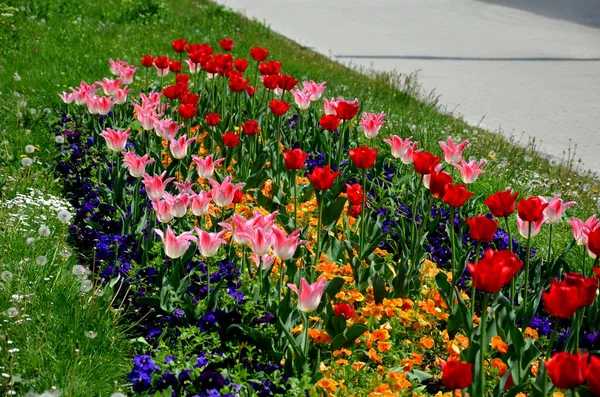 Bahçede çiçek açan ampul şeritleri, sokaktaki uzun yıllık çiçek tarlalarının yerini alıyor. Kamu yeşilliğinin daha ucuz ve daha etkili çiçek versiyonu