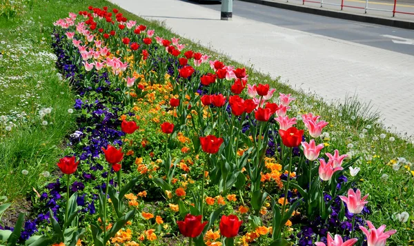 Bahçede çiçek açan ampul şeritleri, sokaktaki uzun yıllık çiçek tarlalarının yerini alıyor. Kamu yeşilliğinin daha ucuz ve daha etkili çiçek versiyonu