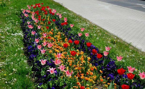 Strip Bulbs Blooming Lawn Replaces Perennial Flower Beds Street Cheaper — Stock Photo, Image
