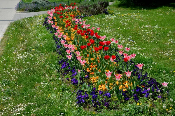 Strip Bulbs Blooming Lawn Replaces Perennial Flower Beds Street Cheaper — Stock Photo, Image