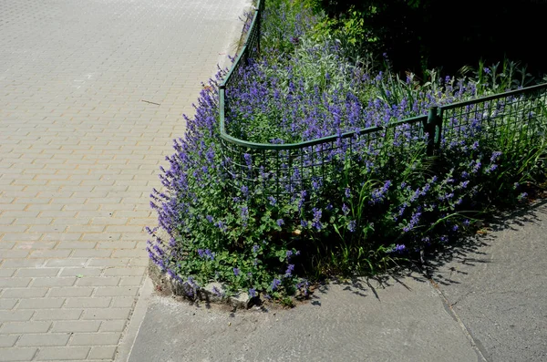 The flowering flower bed in the city park blooms here with blue and yellow flowers, which are separated from the road by a rope fence with wooden posts. The edge flower bed is made of granite curbs