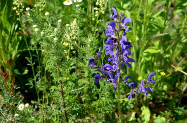 Yolların arasına ekilmiş çayır. Düşük yıllık, 25 'ten fazla türü kapsayan bir karışım. Karışım çiçek tarlalarında, kayalıklarda ya da daha büyük kutularda ekilmeye uygundur..