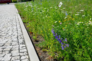 Yolların arasına ekilmiş çayır. Düşük yıllık, 25 'ten fazla türü kapsayan bir karışım. Karışım çiçek tarlalarında, kayalıklarda ya da daha büyük kutularda ekilmeye uygundur..