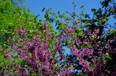 Balkanlara ve Akdeniz 'e özgü bir yaprak döken ağaç. Adı İncil 'deki Yahuda' nın bu ağaçta hayatına son verdiği efsanesine dayanıyor..