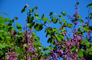 Balkanlara ve Akdeniz 'e özgü bir yaprak döken ağaç. Adı İncil 'deki Yahuda' nın bu ağaçta hayatına son verdiği efsanesine dayanıyor..