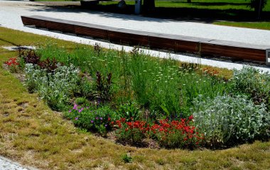 Zarif, ince kesilmiş yaprak dokuyu ve etrafındaki uzun ömürlülere ilginç bir kontrastı ekler. Piyasada giderek genişleyen renk seçimleriyle Coreopsis herhangi bir bahçede kullanılabilir. 