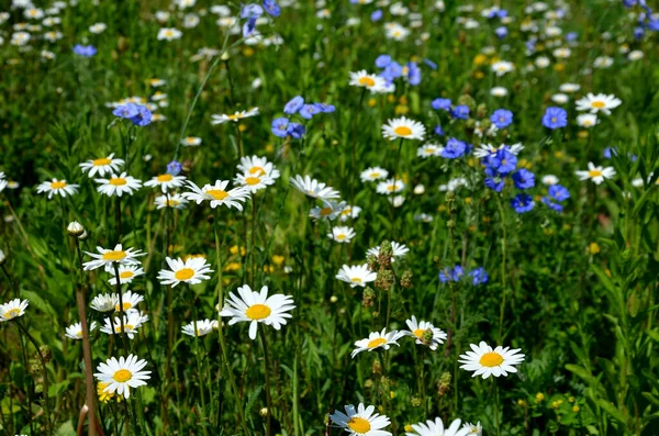 Meadow Sown Roads Mixture Low Annuals Covering More Species Mixture — Stock Photo, Image