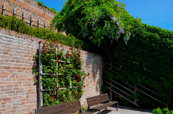 Muros Contenção Terraços Com Treliças Rosas Sebe Aparada Retangular Buxo — Fotografia de Stock