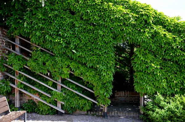 Der Gittertunnel Bedeckt Die Treppe Garten Kletterpflanzen Bedecken Und Bilden — Stockfoto