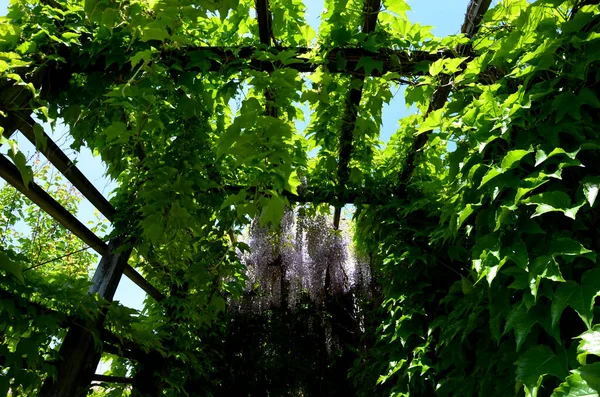 Túnel Del Enrejado Cubre Las Escaleras Del Jardín Plantas Trepadoras —  Fotos de Stock