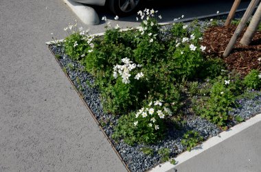 Park yerindeki çiçek tarlasının orada. Süslü otlarla süslenmiş bir patika şeklinde. Araçlar park ederken beton durur. Tekerlek betonun üzerinde duruyor ve onu durduruyor.