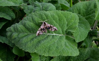Bu türün adaçayı çiçekleri, pembe, mavi, mor veya yeşil kenarlı beyaz olan geniş, oturabilir ve geniş ovat braklarıyla desteklenir.