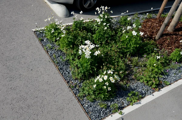 Park yerindeki çiçek tarlasının orada. Süslü otlarla süslenmiş bir patika şeklinde. Araçlar park ederken beton durur. Tekerlek betonun üzerinde duruyor ve onu durduruyor.