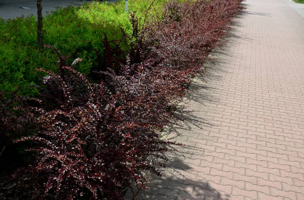 在混凝土墙边的街道上 红色的落叶刺灌木 花坛长方形 靠近混凝土墙 灰交联瓷砖与红树篱 禁止停车 路标对比 — 图库照片