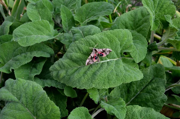 该种的鼠尾草花由大的 无毛的 宽卵形的苞片支撑 这些苞片呈粉红色 紫色或白色 有绿色的锯齿 — 图库照片