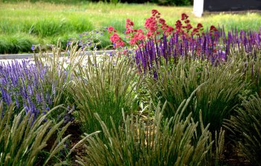Şehir ortamında renkli çayır çiçeklerinin yatağı çakıllarla kaplanmış böcek ve kelebekler için çekicidir. Yağın köşelerinde büyük kayalar var. Kenarlardan geçmeye karşı. 
