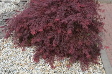 Akçaağaç, 4 metre yüksekliğe ve 3 metre genişliğe ulaşan hızlı büyüyen bir tarla. Göreceli olarak havadar, daha sonra kalınlaşan yuvarlak bir taç oluşturur. Yedi yapraklı yaprakların ilkbaharda koyu mor renkleri vardır.,