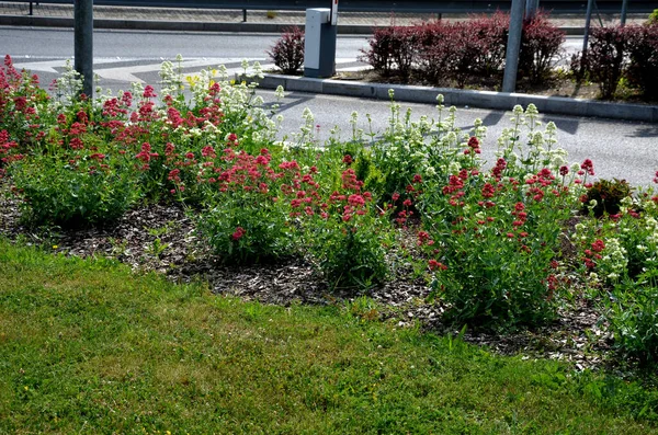 Lit Fleurs Prairie Colorées Dans Environnement Urbain Attrayant Pour Les — Photo