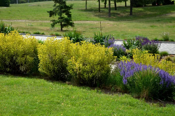 flowerbed with tall perennial plant of white flowers and undergrowth of yellow perennials and sage in a dry composition of yellow blue purple and white around a park with a lawn