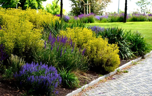 Beyaz çiçeklerin uzun ömürlü bitkisi, sarı daimi bitkilerin çalılığı ve yeşil çimenli bir parkın etrafında sarı, mor ve beyaz renkte bir adaçayı içeren bir çiçek bahçesi.