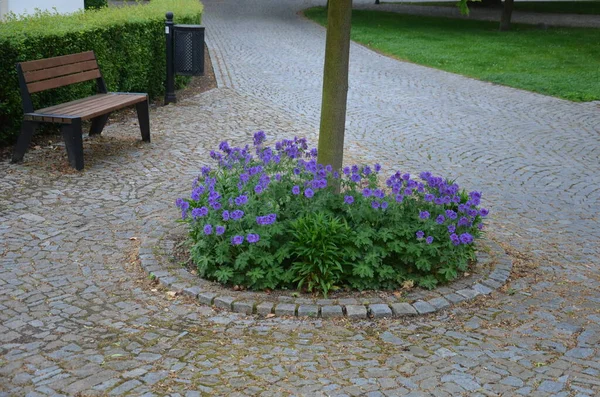 blue recumbent perennials grow at the edges of the pavement from marble granite cubes, or on a retaining wall of light-colored cast concrete.