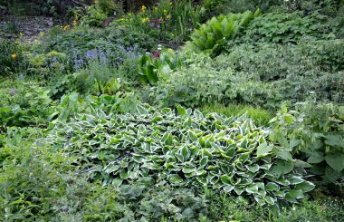 Asfaltlı bir dereye akan gölgeli bir bahçe. Ebedi bir yatağın içinden akıyor. Çimensiz bitkiler ıslak bir pınara dönüşür. Eğreltiotlarıyla kayalık çıkıntılar