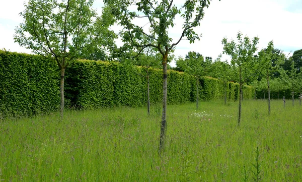 Siepe Verde Carpino Primavera Foglie Lussureggianti Lasciano Entrare Tronchi Leggeri — Foto Stock
