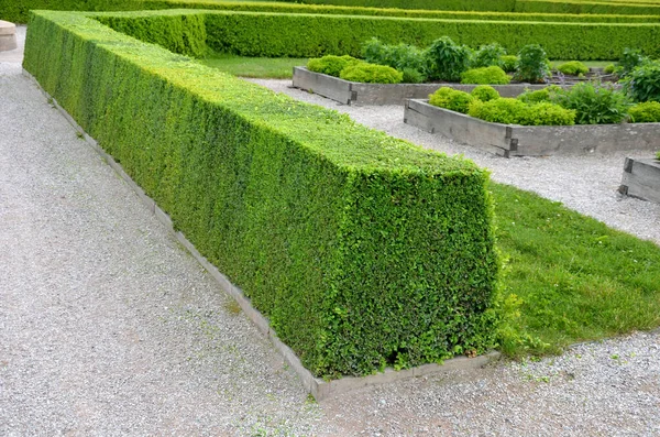 울타리는 녹색이며 무성하게 산울타리를 만드는 정원사가하는 일이다 정원을 필요가 — 스톡 사진