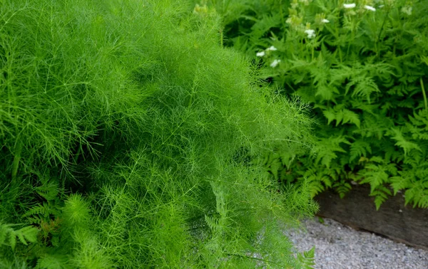 home medicinal garden with herbs for rheumatic, digestion, rhubarb for cake, for drying tea and aromatic herbs for alcoholic liqueurs to use. regular raised flower beds bordered by oak planks