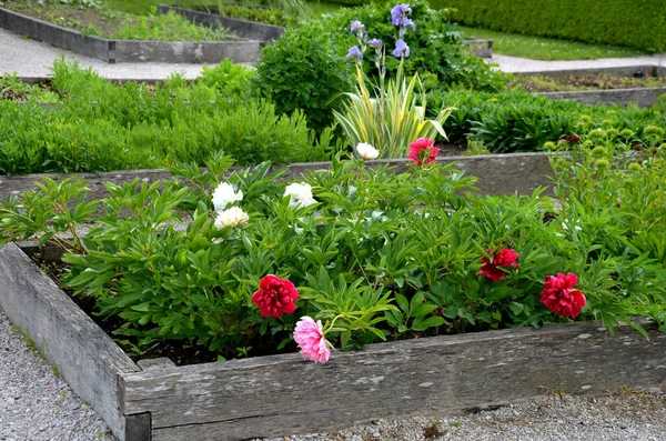 home medicinal garden with herbs for rheumatic, digestion, cake, for drying tea and aromatic herbs for alcoholic liqueurs to use. regular raised flower beds bordered by oak planks, yard, red, tea,