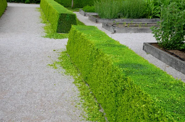 Sebes Buxo Podadas São Verdes Profundas Densamente Ramificadas Primavera Aparador — Fotografia de Stock