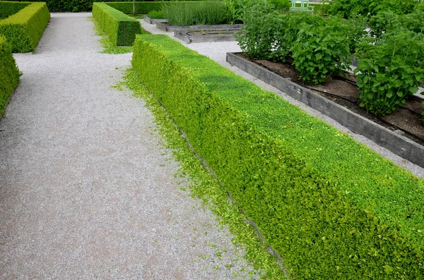 Pruned boxwood hedges are deep green and densely branched in spring. the hedge trimmer is done by an experienced gardener. the cut leaves lie on the ground and will need to be cleaned gardening