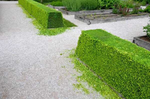 Pruned boxwood hedges are deep green and densely branched in spring. the hedge trimmer is done by an experienced gardener. the cut leaves lie on the ground and will need to be cleaned gardening