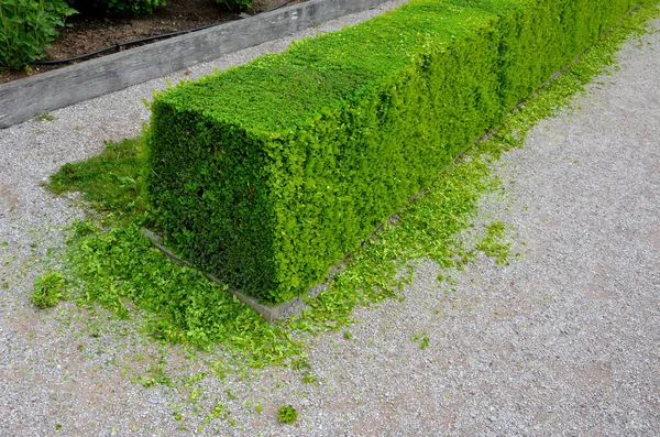Pruned boxwood hedges are deep green and densely branched in spring. the hedge trimmer is done by an experienced gardener. the cut leaves lie on the ground and will need to be cleaned gardening