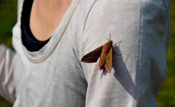 粉红飞蛾是一个真正英俊的男人 与他的丰满的身体同时可爱 它的翼展约为65毫米 坐在树上 一个年轻的女孩在玩 还在拍照 — 图库照片