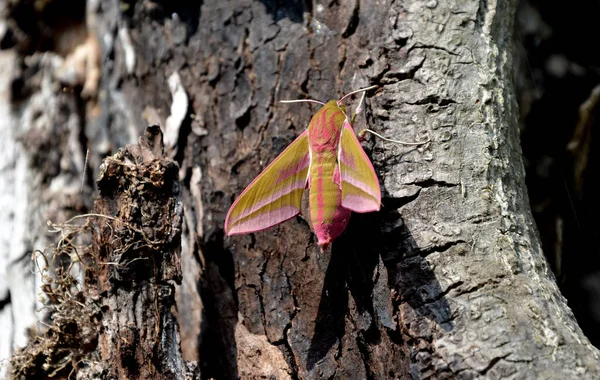 Mariposa Rosa Homem Muito Bonito Elegante Mesmo Tempo Bonito Com — Fotografia de Stock