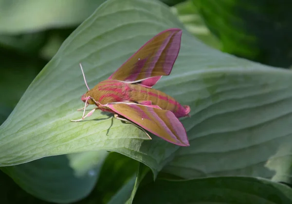 Mariposa Rosa Homem Muito Bonito Elegante Mesmo Tempo Bonito Com — Fotografia de Stock